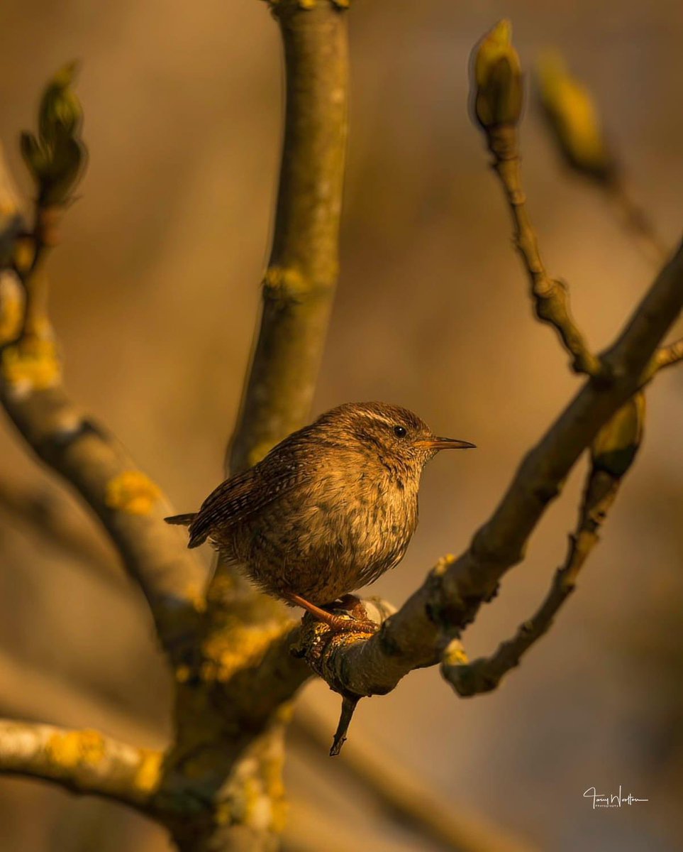 RT @tonywootton7: Little Jenny Wren enjoying the last hour of the afternoon sunshine… https://t.co/dZQ3Sxik4c