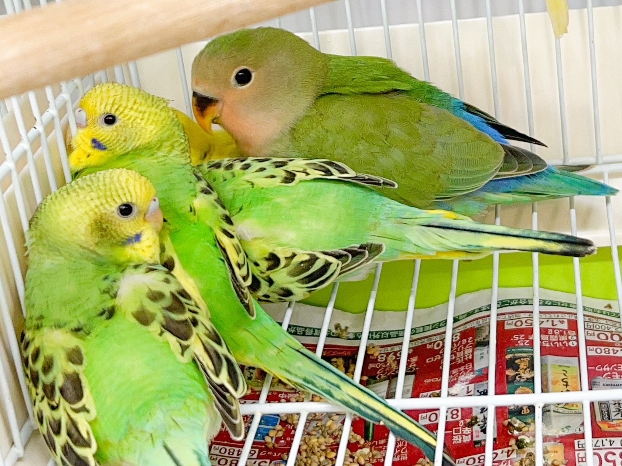 コザクラインコ販売 Twitter Search Twitter