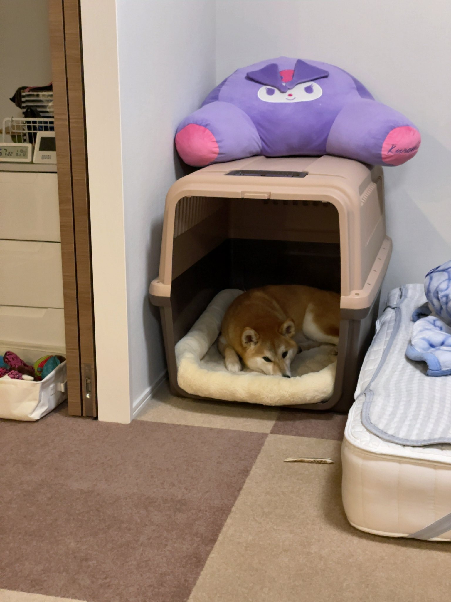 柴犬 翼 購入から一年 使ってくれなくて捨てようかな と何度も思ったクレートで寝てくれた うれしい 柴犬 寝床 クレート T Co 4j7f0vdjdi Twitter 柴犬 翼 購入から一年 使ってくれなくて捨てようかな と何度も思ったクレートで寝てくれた うれしい 柴犬 寝床 クレート T Co 4j7f0vdjdi Twitter