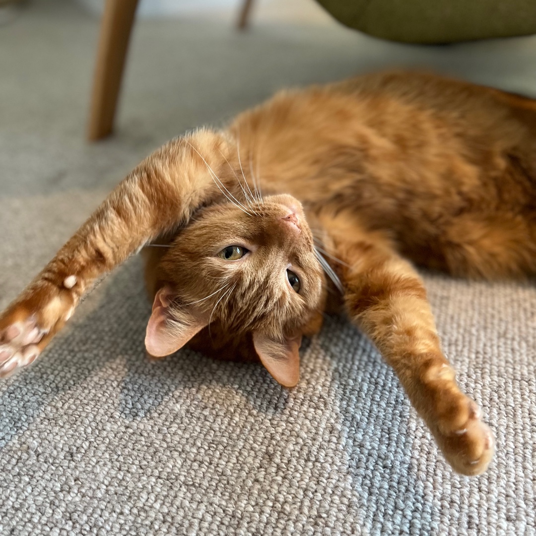 MarvellousMinds's tweet photo. Early morning stretches for the boy after a good morning at #5amWritersClub He didn't think that #FlashFiction was really going anywhere until he made me kill one of my darlings.
#AmEditing
#WritersCat
#RodneyKnowsBest https://t.co/Wdxuipuwrx