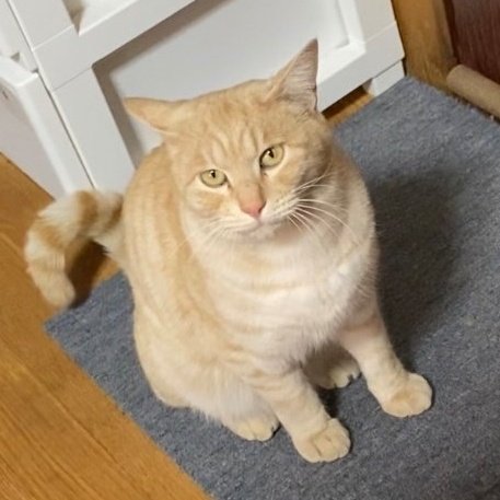 kinako_payan's tweet image. 迷子の茶トラを探してます。体重約6kg、しっぽはまっすぐ長め、声が高くてお喋りさんです。些細な情報でも構いません。もし心当たりのある方いらっしゃいましたらご連絡ください。よろしくお願いします。
#茨城県
#古河市
#迷い猫
#保護猫
#茶トラ
#きなこ