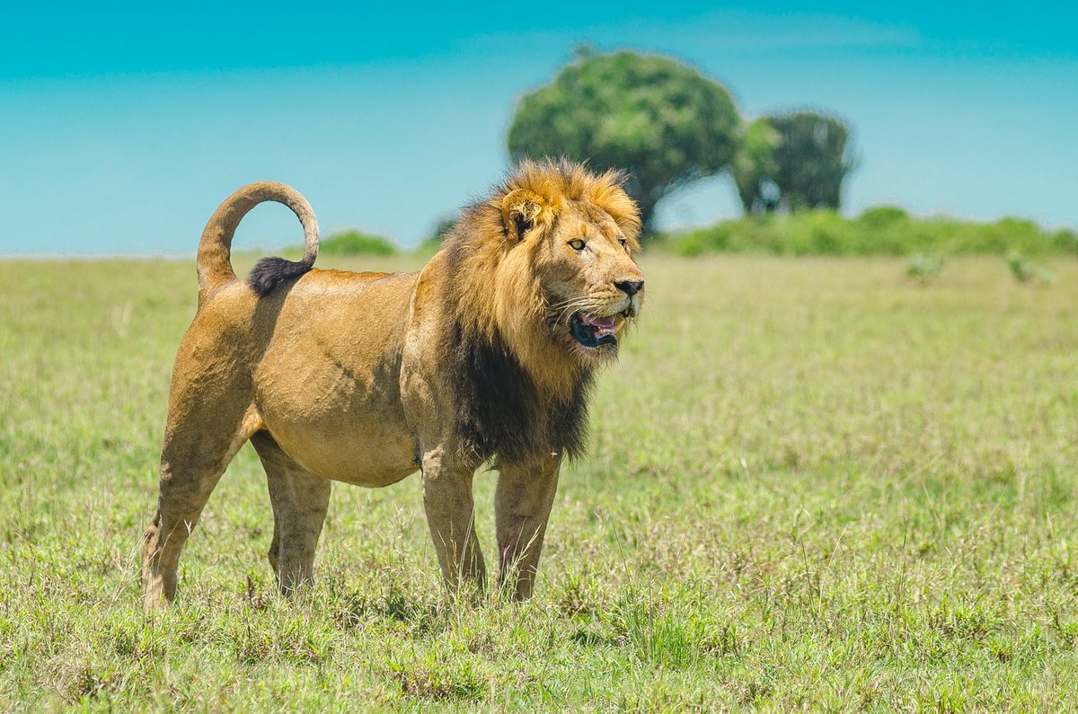 Die besten Orte in Uganda für Safari-Touren und die Begegnung mit den Big Five sind die zahlreichen Nationalparks des Landes. Löwen findet man im Queen Elizabeth Nationalpark, in Murchison Falls und Kidepo. 🦁📷 Unsplash / Musiime Muramura #ugandaentdecken #wildlifephotography