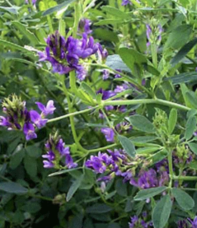Toprağınızı zenginleştirmek istiyorsanız havadaki azotu toprağa bağlayan ağaç ve yer bitkileri ekin

Baklagil çeşitleri, lupen, börülce, burçak, üçgül, yonca 

Kızıl ağaç, akasya, pavlonya, harnup
güz zeytini,iğde 

Bunları diker ve ekerseniz dışardan azot gübresine gerek kalmaz