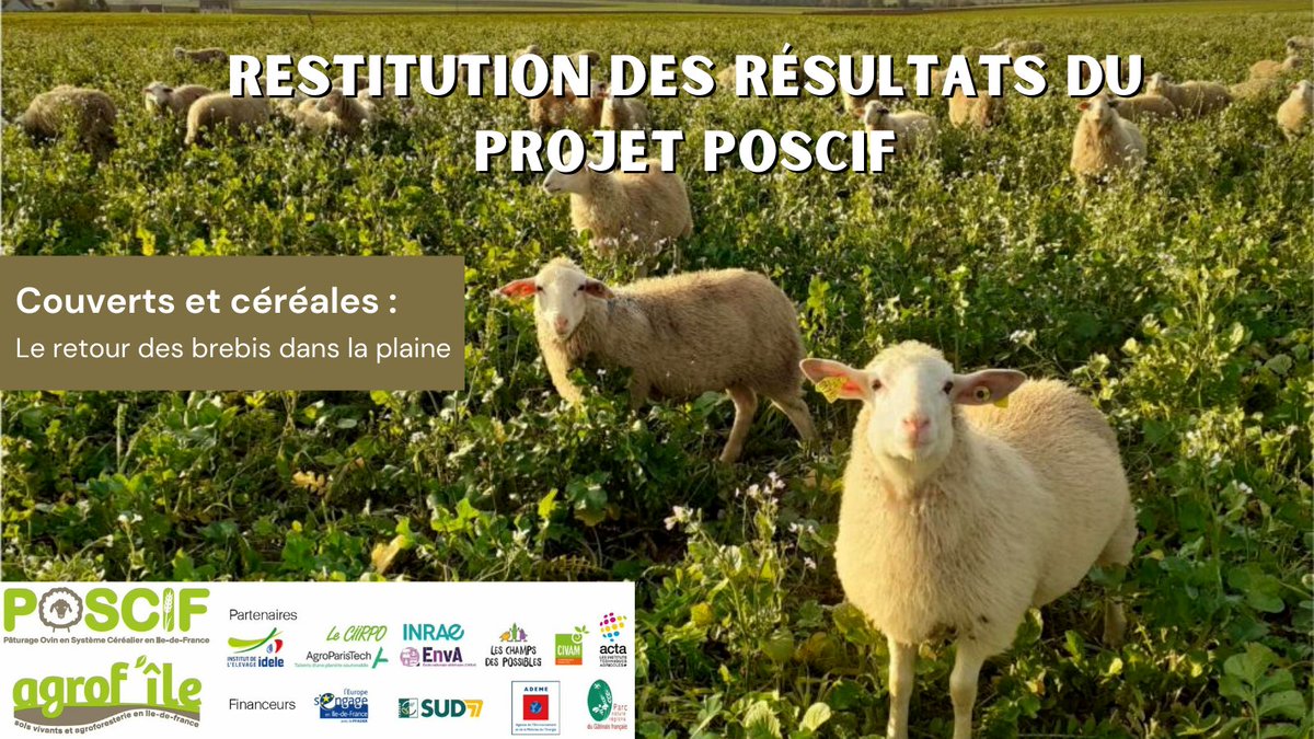 Couverts &amp; #céréales 🌱 | Les #brebis 🐑 dans la plaine
✅ Découvrez les résultats - projet #POSCIF porté par Agrof'île
🔸 3 ans d’essais sur le #pâturage de couverts végétaux, céréales &amp; colza d’hiver
🔸 Témoignage de 2 céréaliers
💻 Replay du Webinaire : cutt.ly/tU6kkfj