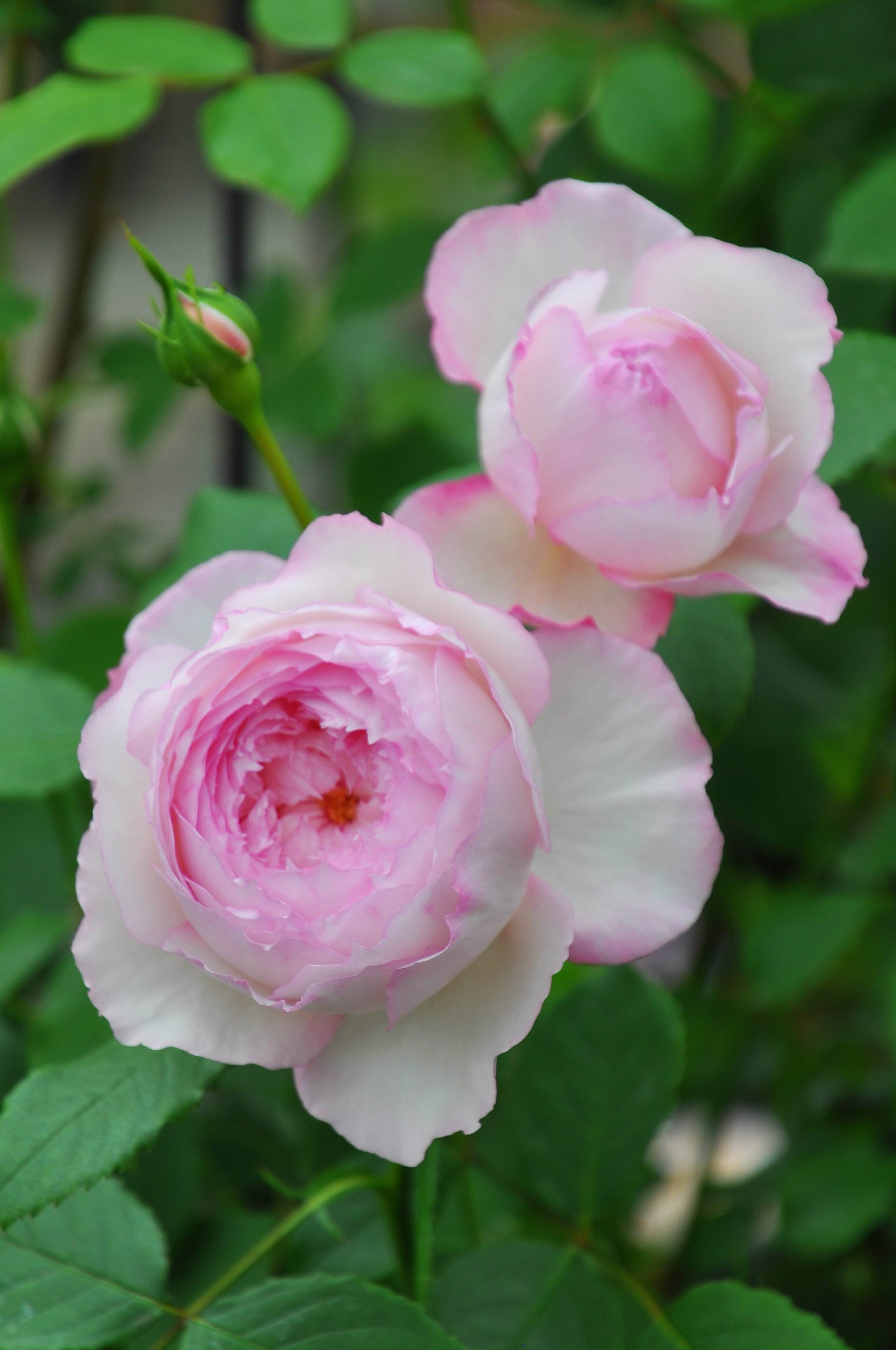 バラの家 公式本店 Rosa Orientis Rosa Orientis Twitter