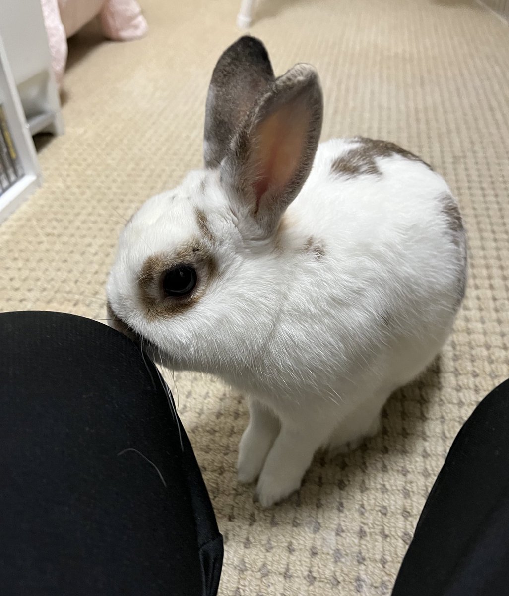 🐰マックス◢ ◤ tweet media