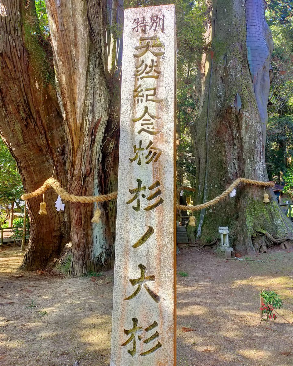 杉の大杉 日本一高い杉が高知県に！ 美空ひばりさんともゆかりのある杉らしい😁