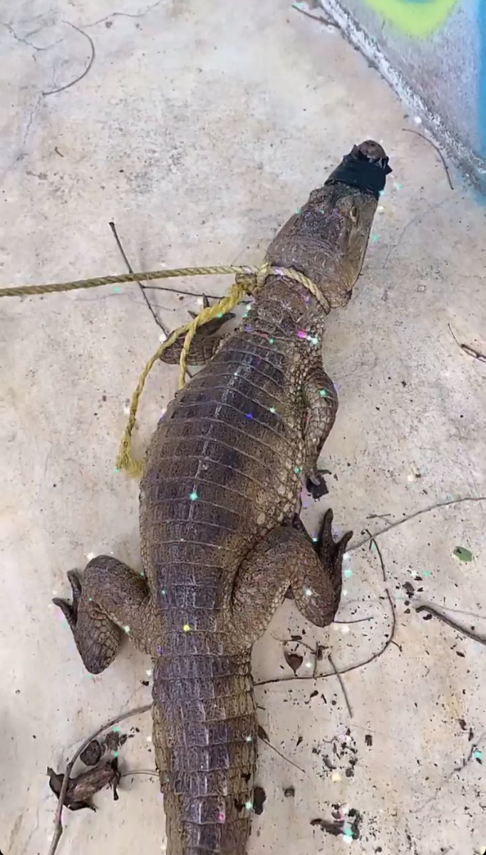 offWhite357's tweet image. 