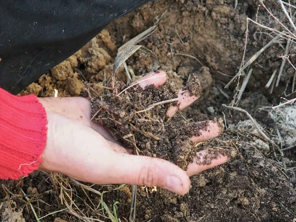 enchanté  tweet media