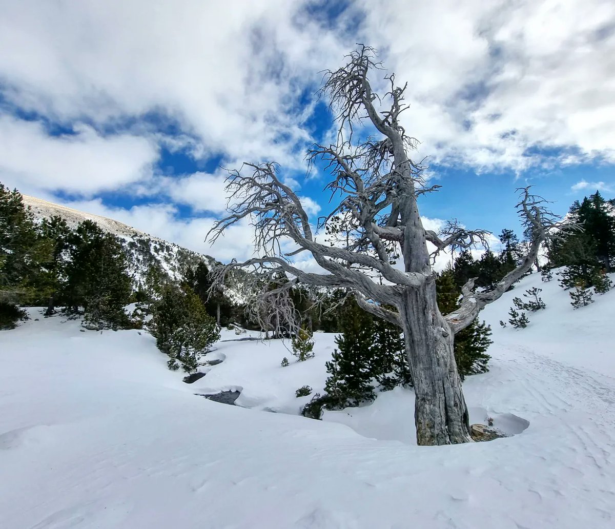 ricardrigall's tweet photo. El Planell Gran. #planellgran #estanysdelapera #arànser #aransa #llesdecerdanya #cerdanya #hiking #hivern2022 https://t.co/yWoUagEyjV