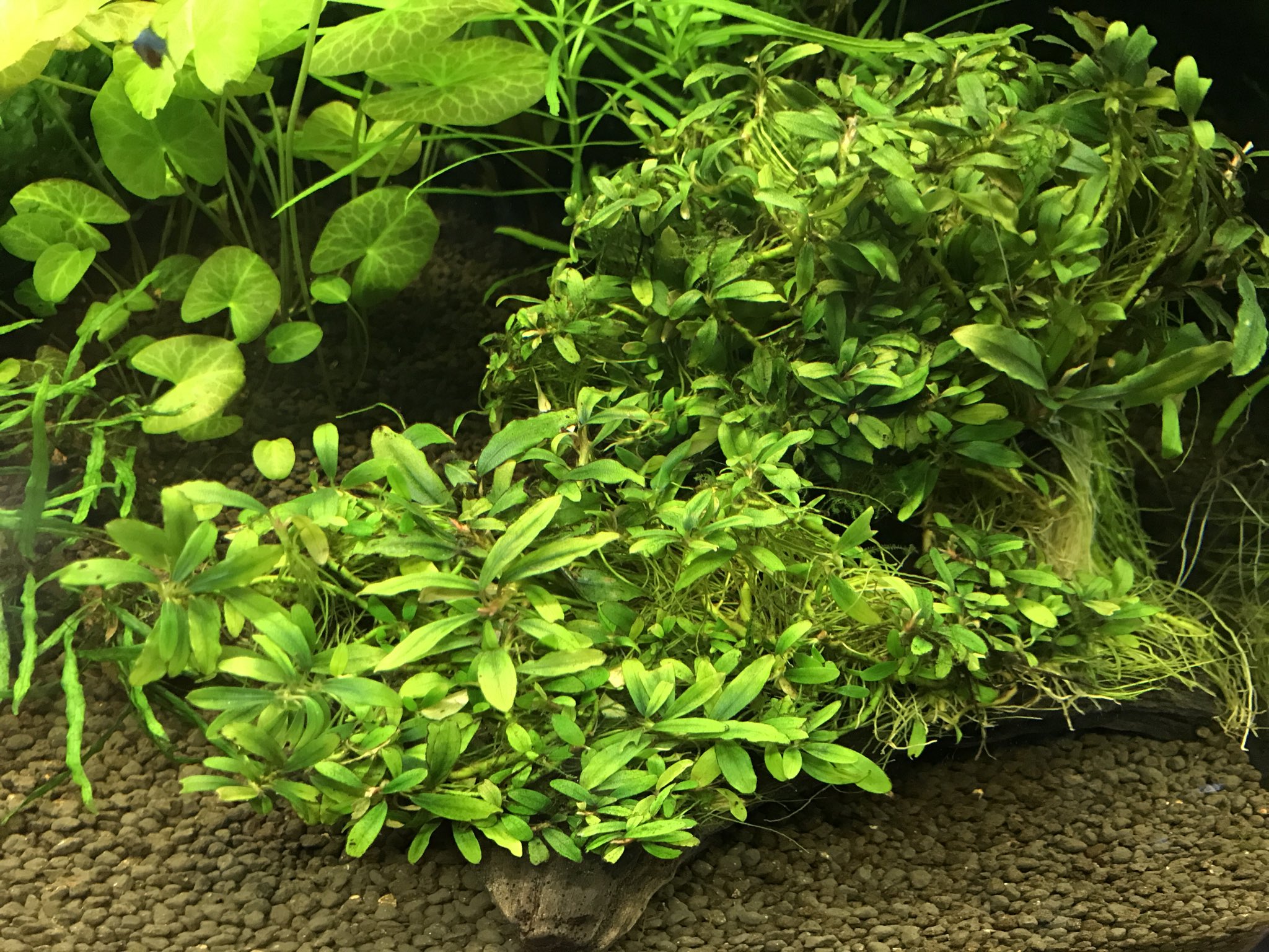 熱帯魚 水草屋 ナチュラ Natura Aquarium Twitter