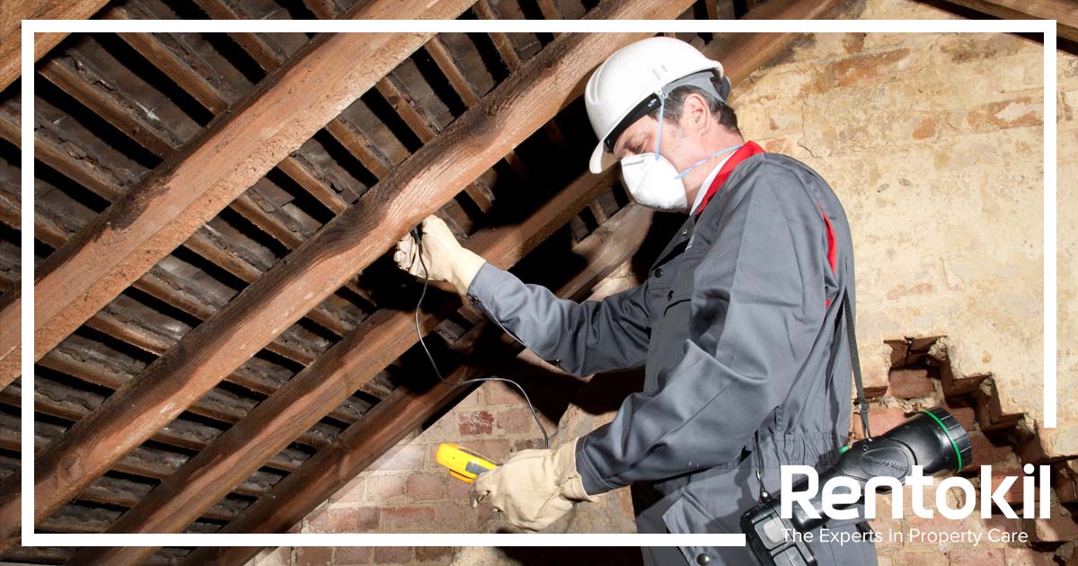 RKLPropcare's tweet image. If you have spotted any #DampProblems in the home as a result of the wintry weather &amp;amp; showers we are experiencing then contact the #DampSpecialists at Rentokil Property Care.