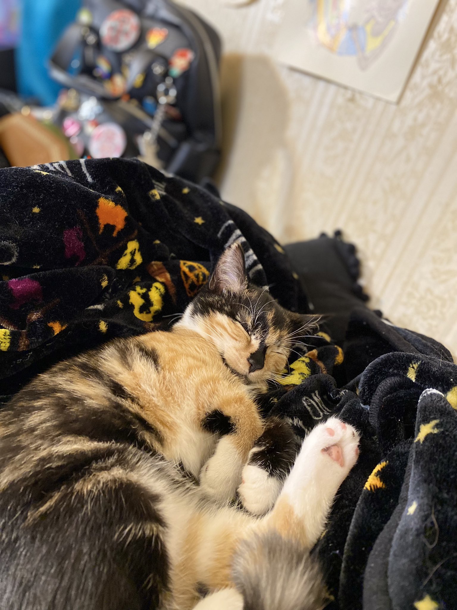 Good hotsell girl cat
