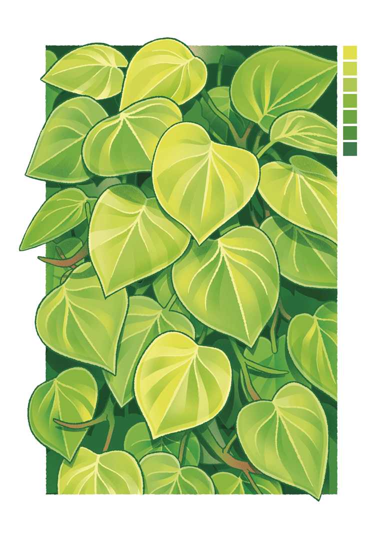 Philodendron Lemon Lime 🍋