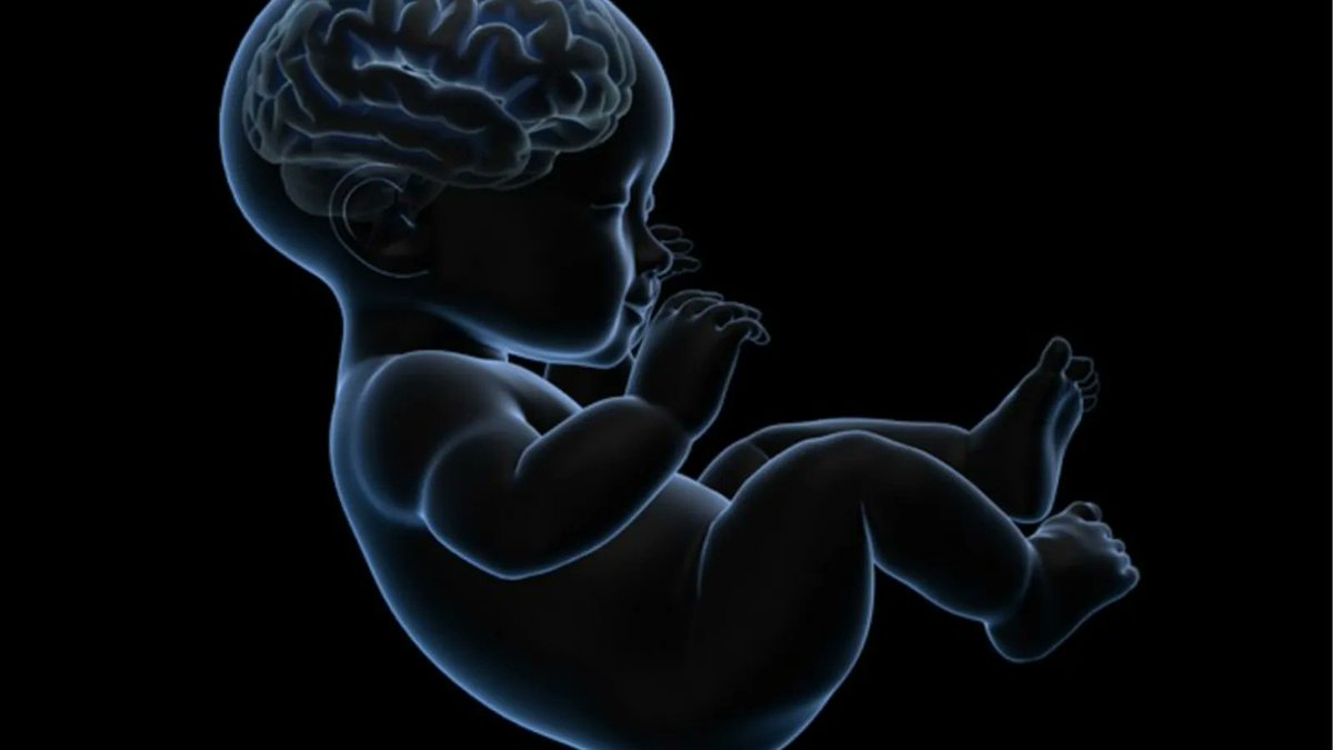 головной мозг новорожденного. цнс головной мозг. пренатальное поражения головного мозга. характеристика новорожденного ребенка нервная система. формирование мозга у ребенка в утробе у матери.