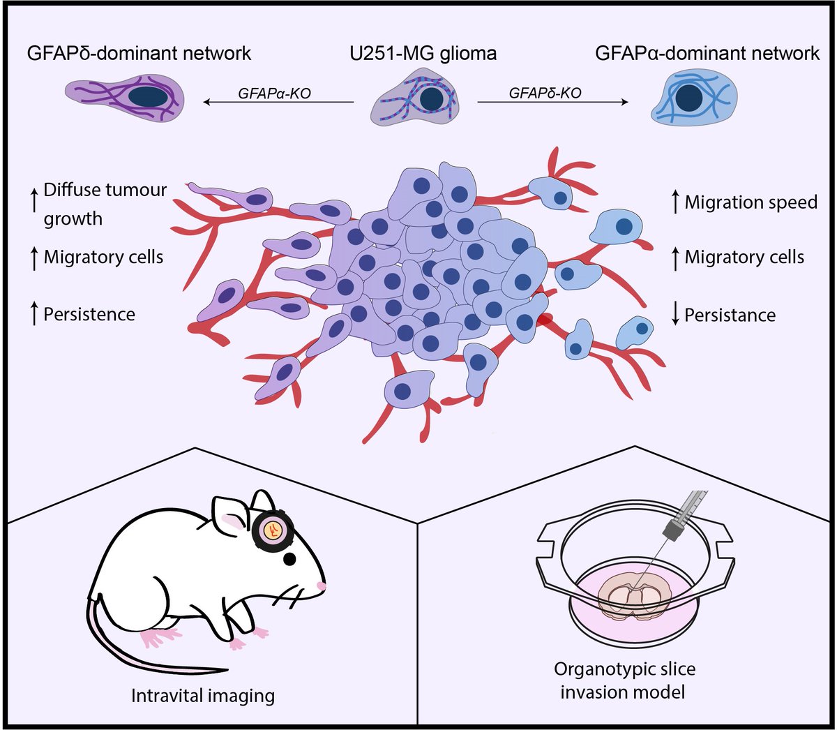 Van Rheenen Lab tweet media