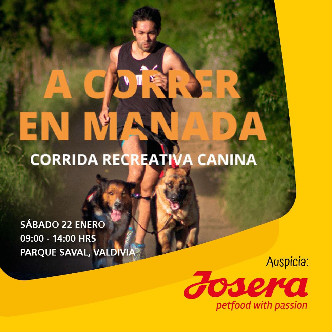 Te invitamos a ser parte de esta corrida con tu perro en el Parque Saval, Valdivia. El Sábado 22 de Enero. Más información e inscripciones en valdipets.com.  Organiza @aquiles_antu_nahuel