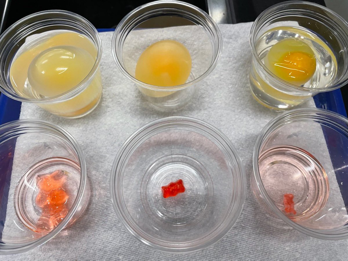LazareScience's tweet image. Hypo. Hyper. ISO. 💦 which way will the water move? Predict what will happen if we switched solutes 🤔 #jagscience #jagnation #tuesdayvibe #cellmembrane #osmosis #CER