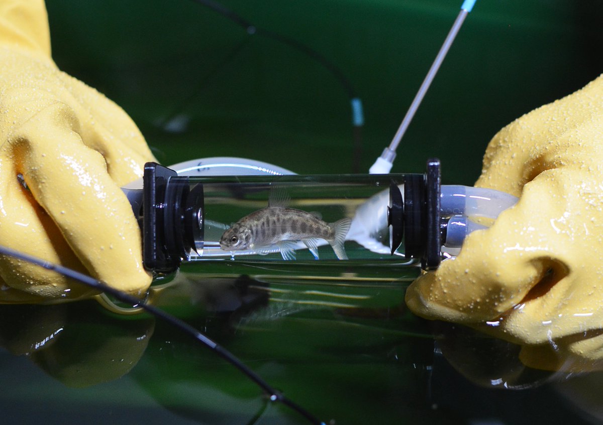 erasheim's tweet image. 6/6: These tests were done on an almost entirely home-built #respirometry system, with pump controllers by tech wizard @Morozov_science (@FishResp)(photos), and with 3D printed chamber parts from @HeidrikurB. Check their stuff out if you're interested in home-built systems!