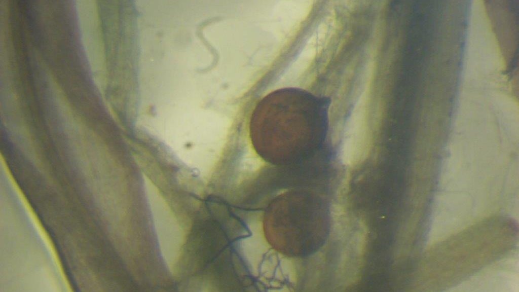 EXCALIBUR (@excalibur_h2020) on Twitter photo In the last months <a href="/INOCULUMplus/">INOCULUMplus</a> analysed Arbuscular Mycorrhiza Fungi (AMF) inside strawberry and tomato roots sent by <a href="/agroinnova/">Agroinnova</a>, <a href="/uni_copenhagen/">University of Copenhagen</a>, <a href="/KISinstitut/">Kmetijski inštitut Slovenije</a>, <a href="/tugraz/">TU Graz</a> and other partners. Some beautiful hyphea, arbuscules, vesicules and spores captured.
#teamwork #H2020 In the last months <a href="/INOCULUMplus/">INOCULUMplus</a> analysed Arbuscular Mycorrhiza Fungi (AMF) inside strawberry and tomato roots sent by <a href="/agroinnova/">Agroinnova</a>, <a href="/uni_copenhagen/">University of Copenhagen</a>, <a href="/KISinstitut/">Kmetijski inštitut Slovenije</a>, <a href="/tugraz/">TU Graz</a> and other partners. Some beautiful hyphea, arbuscules, vesicules and spores captured.
#teamwork #H2020