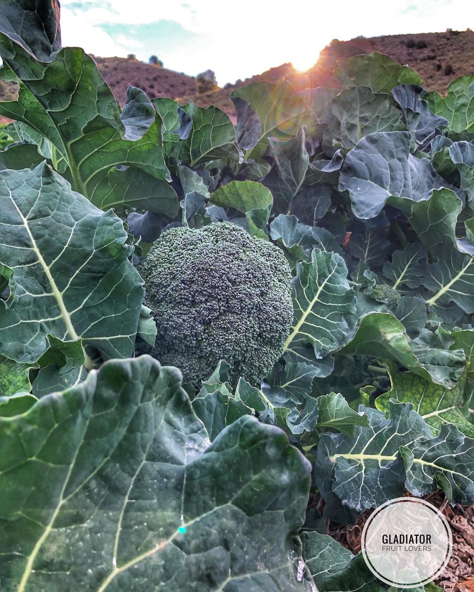 Así de radiante luce el sol y nuestro brócoli 🥦 de la mano de uno de nuestros agricultores 👨🏻‍🌾. 

Cariño, dedicación y esfuerzo son componentes con los que se riega y se cría éste brócoli. 

Vamos Pepe! 💪🏼

#Gladiator #Brocoli #Top #Agricultura #Sostenible #Garrote #Fruit #Love
