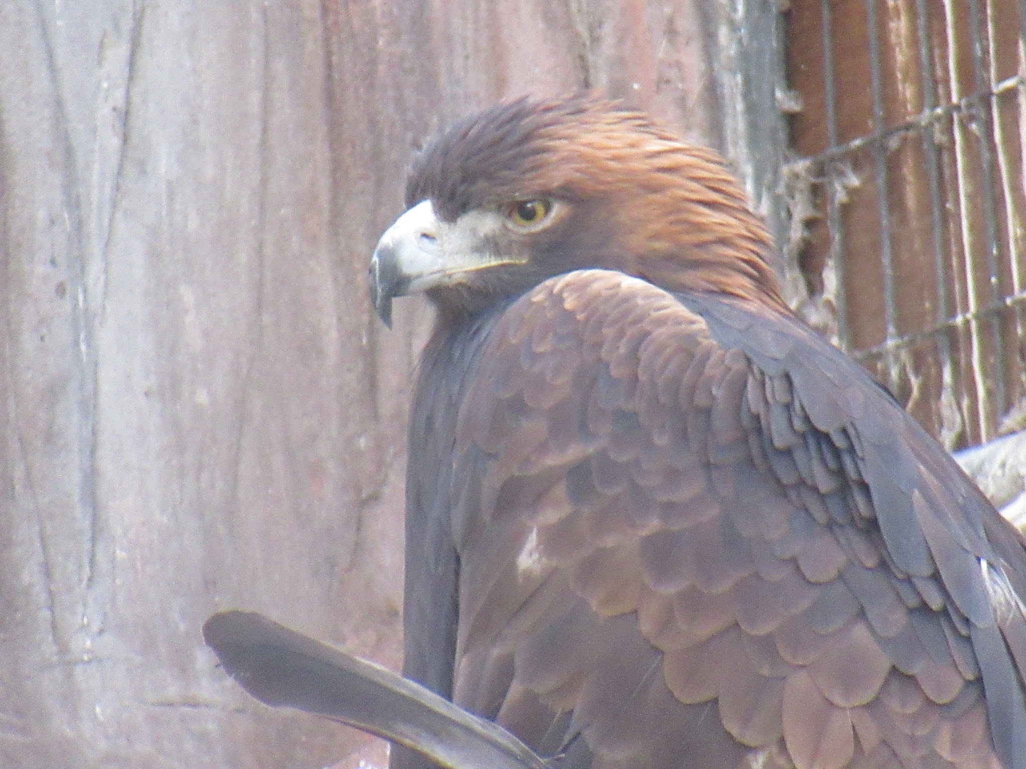 のろ 猛禽舎のみなさん ニホンイヌワシ ワシミミズク ソウゲンワシ オジロワシ 天王寺動物園 22年1月6日撮影 T Co 985gamcbwn Twitter