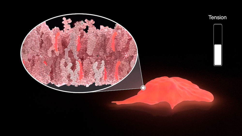 SNE ChemBio (@sne_chembio) on Twitter photo Our researchers have developed the first in class, fluorescent probes that can visualize & measure membrane tension in biological membranes in situ! All started with a singular idea that blossomed into so many applications!
Story in <a href="/sciencebreaker/">TheScienceBreaker</a> 👉 bit.ly/3FbNzZt Our researchers have developed the first in class, fluorescent probes that can visualize & measure membrane tension in biological membranes in situ! All started with a singular idea that blossomed into so many applications!
Story in <a href="/sciencebreaker/">TheScienceBreaker</a> 👉 bit.ly/3FbNzZt