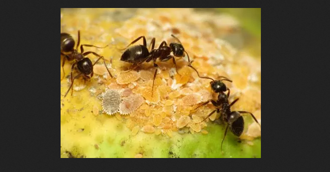 total_pest's tweet photo. Flea Control and Removal Shepparton https://t.co/XQmROvD5B6 #FleaControl #FleaControlShepparton #FleaRemovalShepparton #pestcontrolservices #PestControlShepparton #PestControlServicesShepparton #TotalPestControlShepparton #PestControl https://t.co/PZBnslK0FF