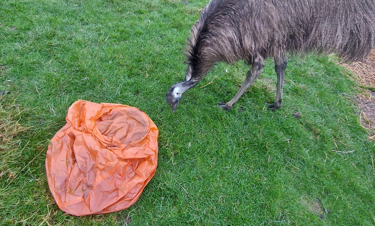 Thank you to the idiot that set off this Sky Lantern - 3 yards further to the left &amp; the pigs would have eaten it, probably killing them. I am also thankful that it didn't land on &amp; set fire to one of the barns. The sooner these things are banned, the better! 🔥