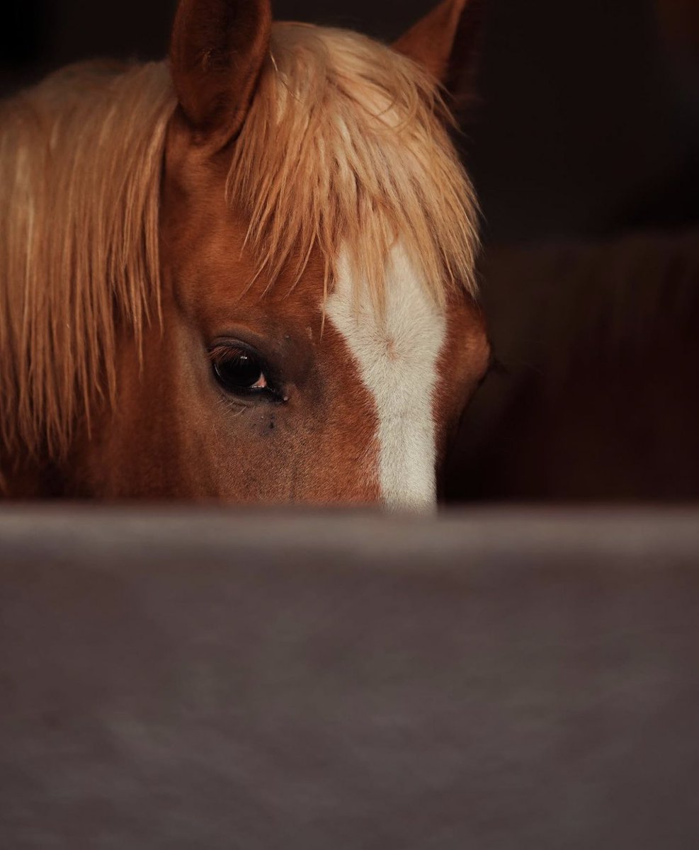 Horses🐎 (@thhorss) on Twitter photo 