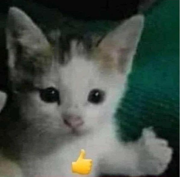 juan carlos tweet media