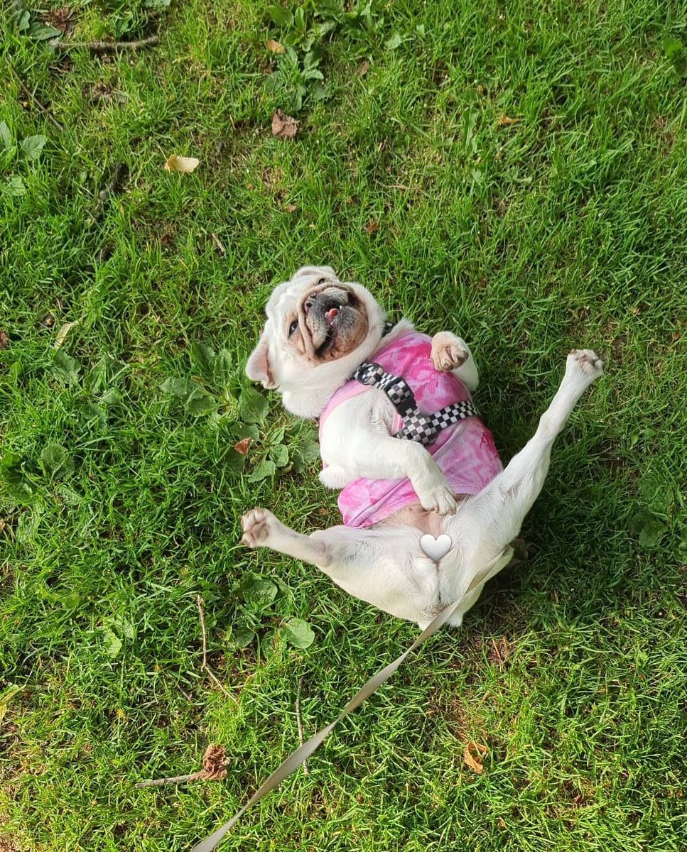 LaurathePugMom's tweet photo. Doggy Gymnastics😁❤️
#pug #puglove #gymnastics #whitepug #mondaythoughts https://t.co/QxvKqqJvXb