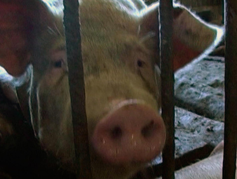 свинья. чума свиней приморский край. крестьянско фермерское хозяйство свиньи. африканская чума михайловском районе. сельскохозяйственные животные карантин.