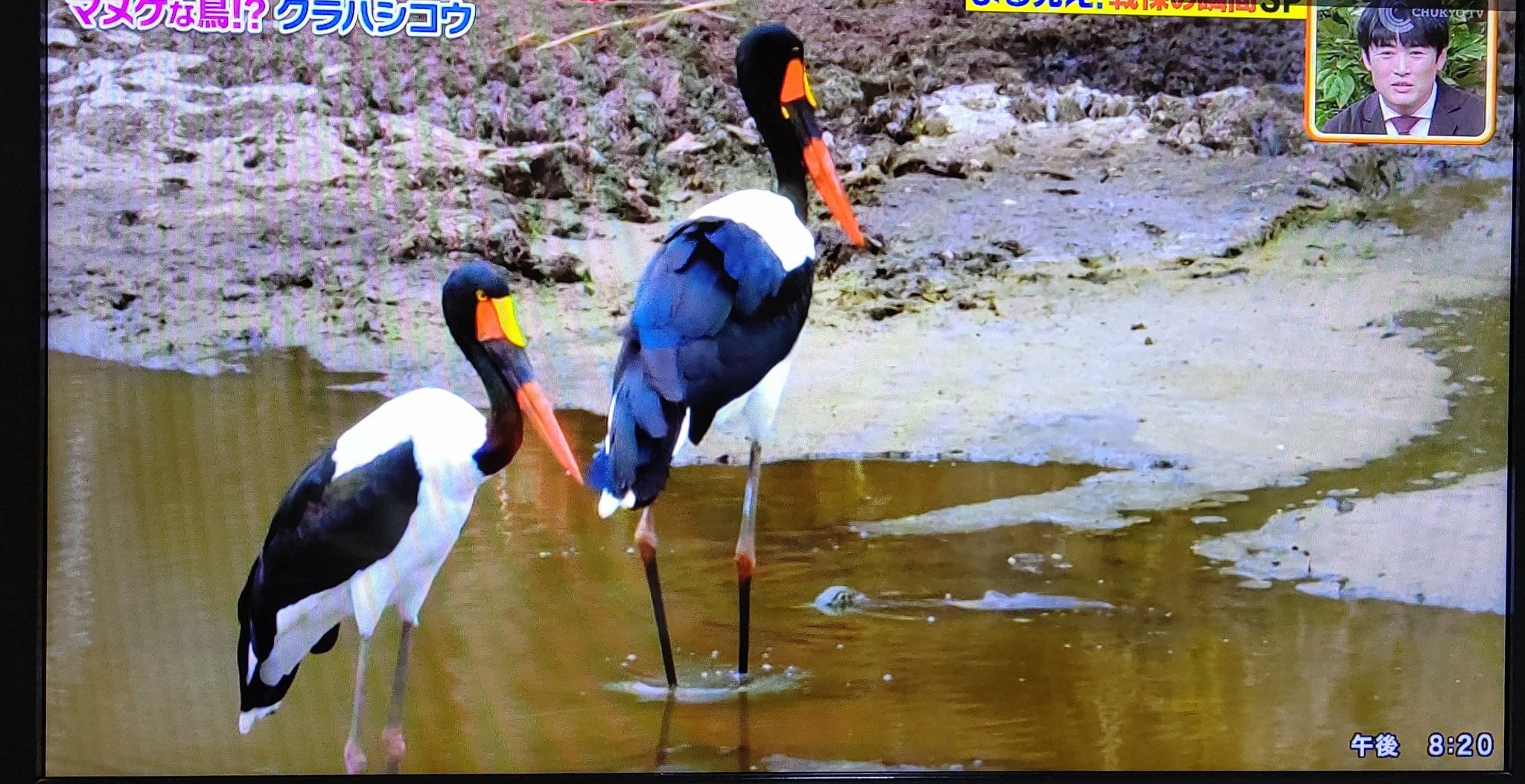 王子 オカメ 19歳の飼い主 ついさっき世界まる見えに出てたクラハシコウという鳥に興味を持ちました これは面白そうな鳥 掛川花鳥園にいるんですよね いつもハシビロコウのふたばちゃんに気を取られて気付かなかった 次行く時はじっくり観察しよう 王子 オカメ 19歳の飼い主 ついさっき世界まる見えに出てたクラハシコウという鳥に興味を持ちました これは面白そうな鳥 掛川花鳥園にいるんですよね いつもハシビロコウのふたばちゃんに気を取られて気付かなかった 次行く時はじっくり観察しよう