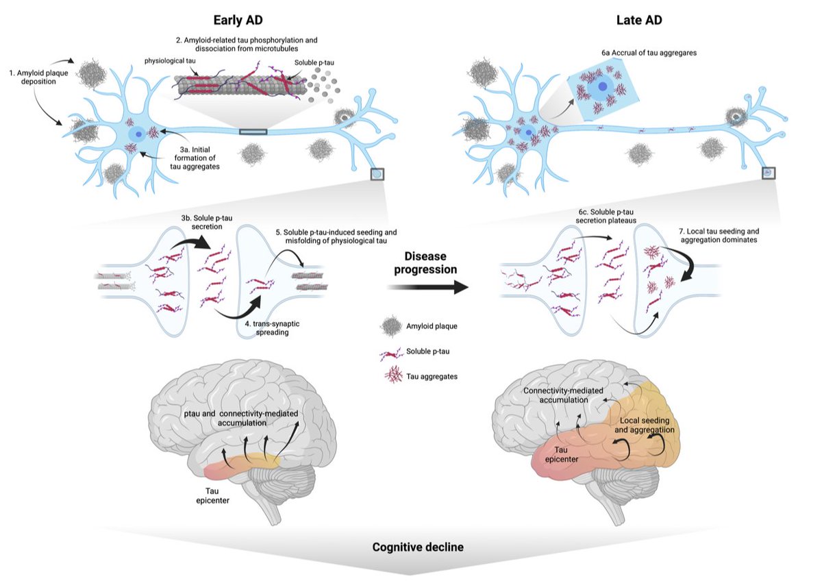 RikOssenkoppele (@rikossenkoppele) on Twitter photo Our first preprint of 2022: "#Amyloid-associated increases in soluble #tau is a key driver in accumulation of tau aggregates and cognitive decline in early #Alzheimer", bit.ly/3tcIhe7. co-lead by @alexa_pichetb & <a href="/nfranzme/">Nico Franzmeier</a>, w/<a href="/OskarHansson9/">Oskar Hansson</a> <a href="/biofinder_study/">BioFINDER</a> and others. Our first preprint of 2022: "#Amyloid-associated increases in soluble #tau is a key driver in accumulation of tau aggregates and cognitive decline in early #Alzheimer", bit.ly/3tcIhe7. co-lead by @alexa_pichetb & <a href="/nfranzme/">Nico Franzmeier</a>, w/<a href="/OskarHansson9/">Oskar Hansson</a> <a href="/biofinder_study/">BioFINDER</a> and others.