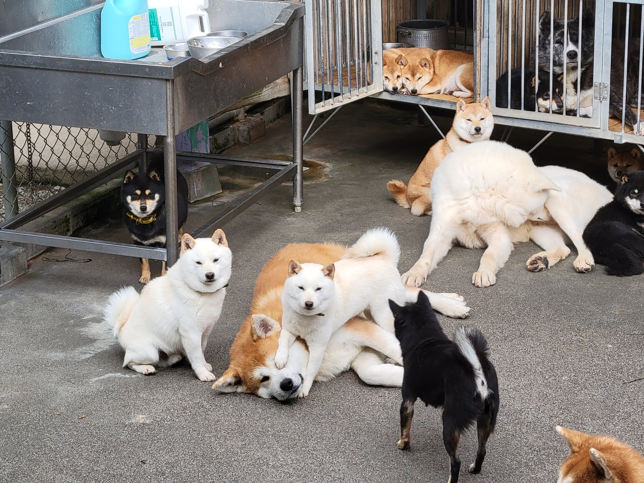 ひーちゃん 秋田犬繋 つなぐ 豆柴小雪に顔を踏みつけられてもこのまんま 秋田犬男子って なぜこんな子が多いんだろう 秋田犬 秋田犬ブリーダー 豆柴 豆柴ブリーダー 犬の群れ 九州 鹿児島 薩摩日登美犬舍 T Co Cqkoj7jduo Twitter ひーちゃん 秋田犬繋 つなぐ 豆柴小雪に顔を踏みつけられてもこのまんま 秋田犬男子って なぜこんな子が多いんだろう 秋田犬 秋田犬ブリーダー 豆柴 豆柴ブリーダー 犬の群れ 九州 鹿児島 薩摩日登美犬舍 T Co Cqkoj7jduo Twitter
