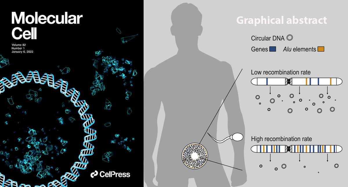 Circular DNA in the human germline and its association with recombination 
sciencedirect.com/science/articl…
#eccdna
