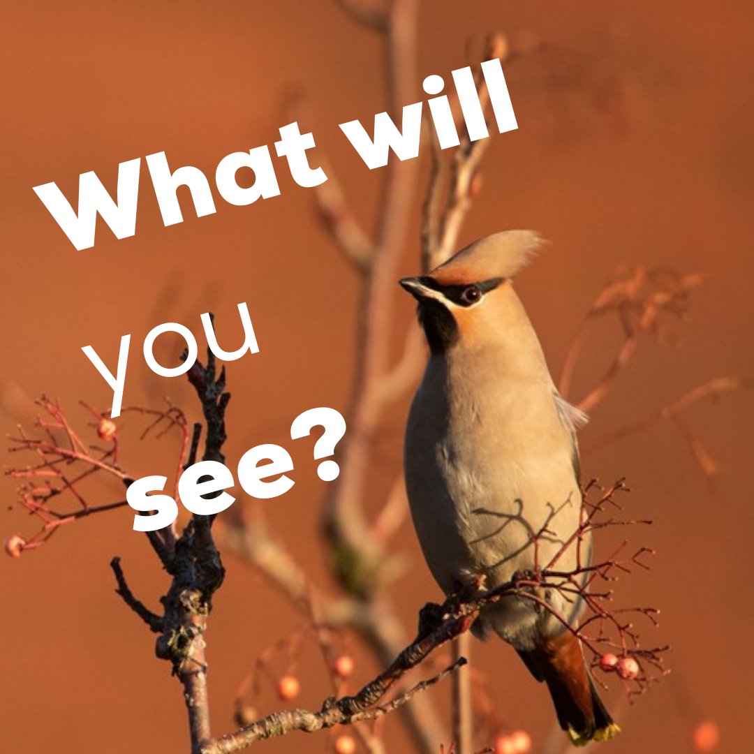 #RSPB - Big Schools’ #Birdwatch is back for 2022! There is still time to register and get your free pack. Submissions close on Monday 21 February. Plus, their Big Garden Birdwatch is back from 28-30 January. Find out more – bit.ly/34owTBs