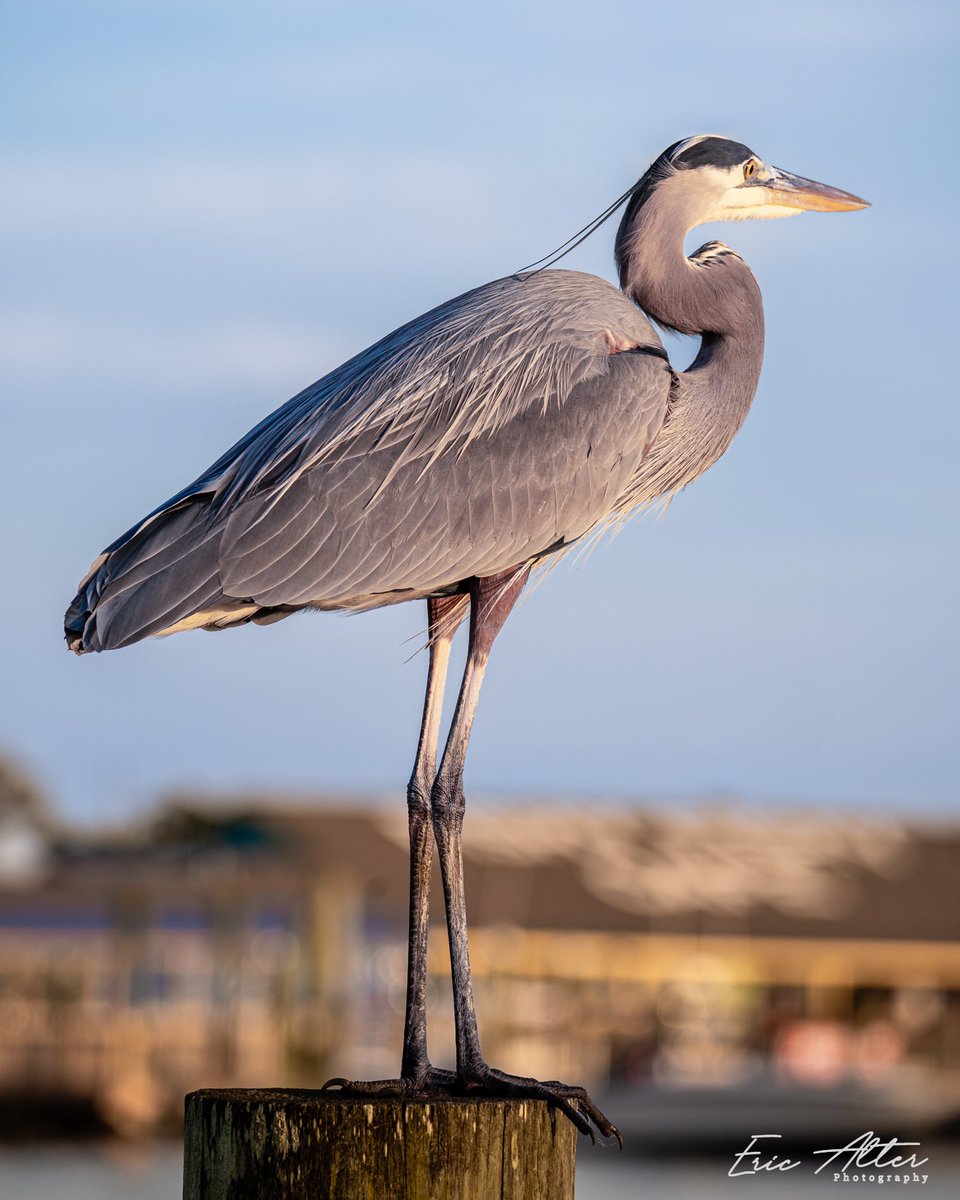 Happy Monday!
#southport #blueheron #birb #birdcaptures #wilmingtonnc