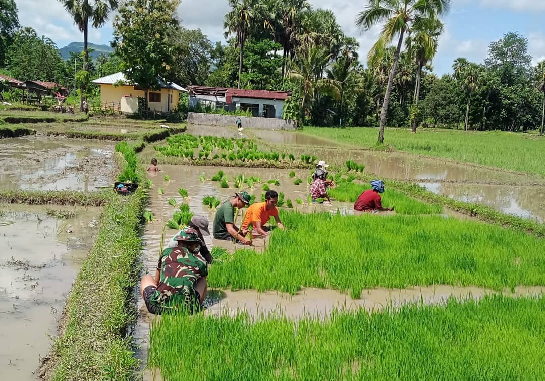 tni_ad's tweet photo. Dukung Ketahanan Pangan, Satgas Yonif 743 Bantu Masyarakat Tanam Padi di Perbatasan

#TNIADMengabdiDanMembangunBersamaRakyat https://t.co/kcoVqnCaN7