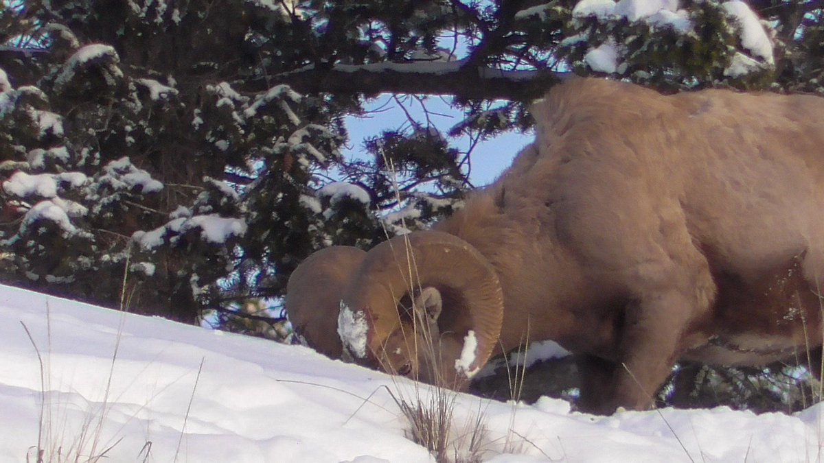 KootenayA's tweet photo. The sheep are working hard for every bit of grass through the deep snow this winter. https://t.co/kpNVln8etS