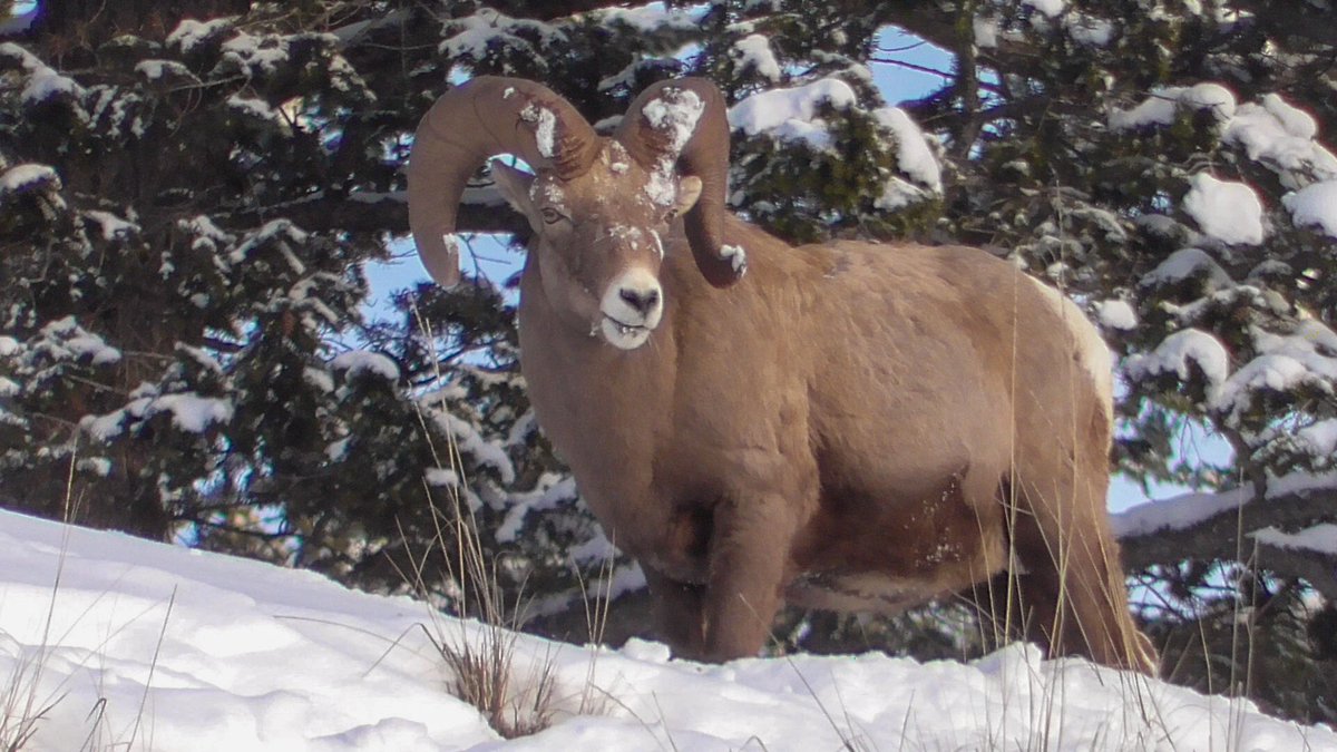 KootenayA's tweet photo. The sheep are working hard for every bit of grass through the deep snow this winter. https://t.co/kpNVln8etS