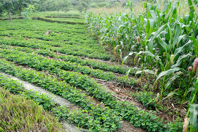 Climate-resilient cropping systems are required to adapt to the increasing threats of #climatechange and for better management of #climatevariability.
Two systems are highlighted: 
1)Conservation Ag
2)Climate-Smart Ag
                *What do you think are the differences?