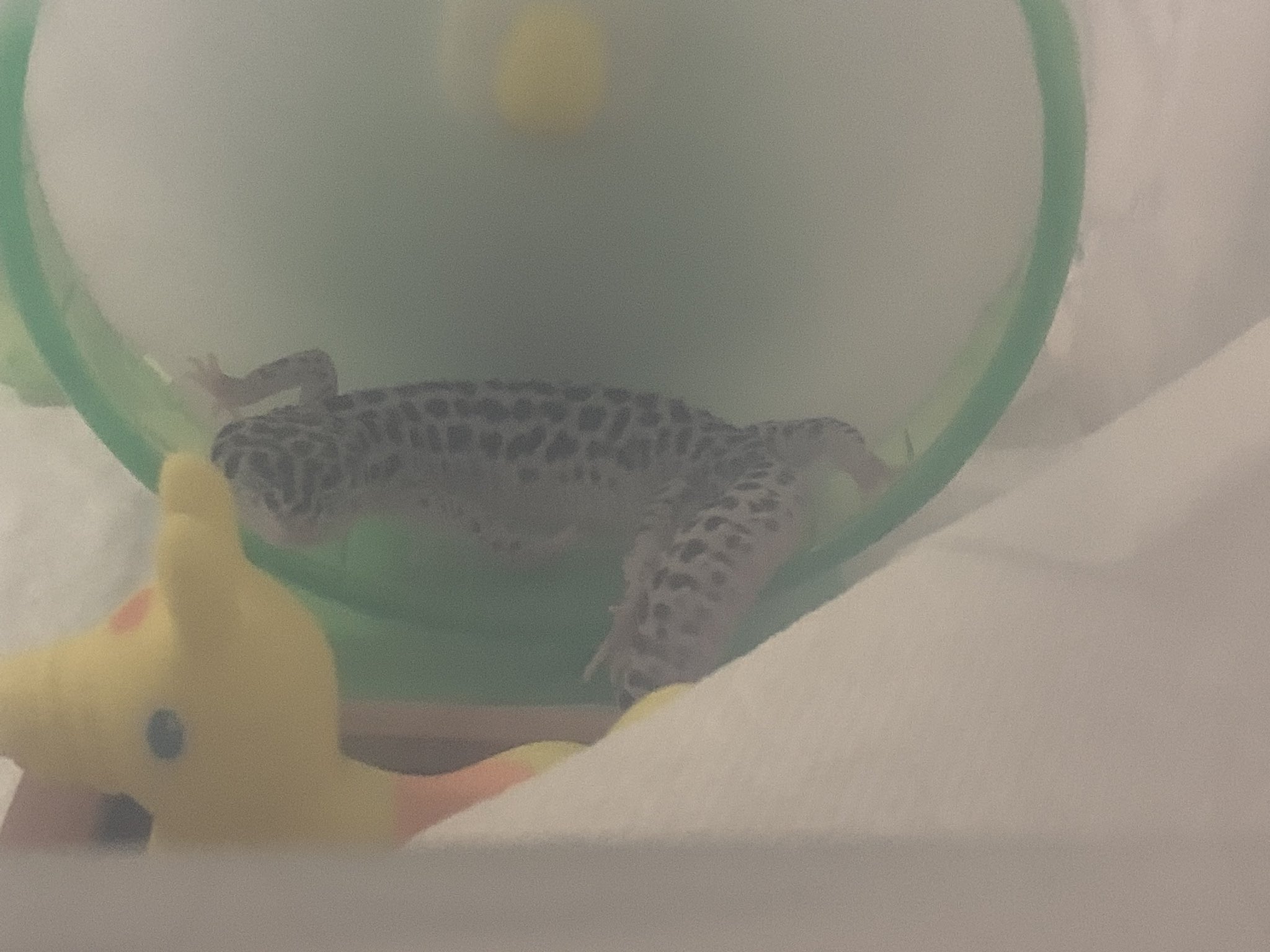ゆきあんこちゃん様 専用ページ