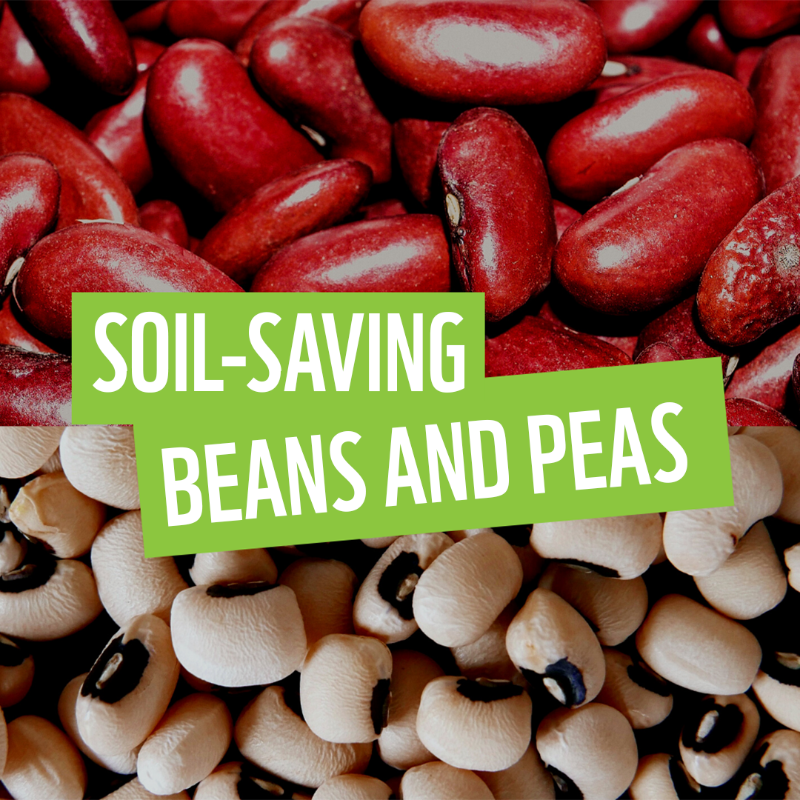 WWF's tweet photo. Beans and peas are super soil-savers, restoring and nourishing the soil they are in by pulling nitrogen into the ground.

Try our planet-friendly, curried cowpeas recipe here: 

https://t.co/OFmmBgT4mv 

#PlanetBasedDiet