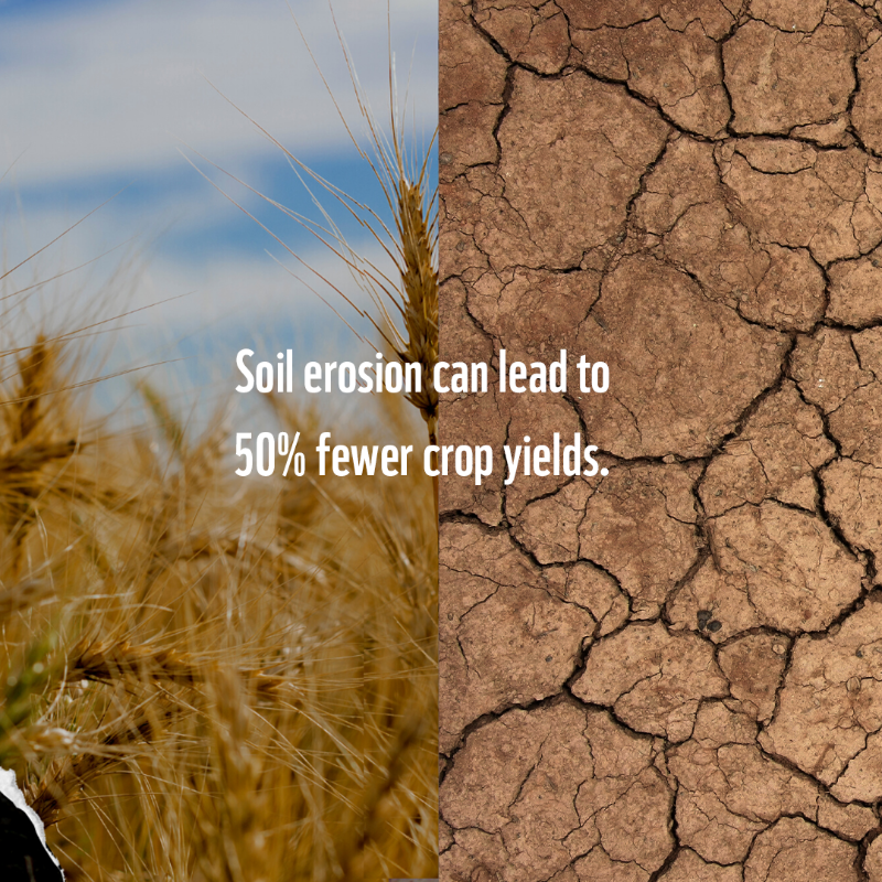 WWF's tweet photo. Beans and peas are super soil-savers, restoring and nourishing the soil they are in by pulling nitrogen into the ground.

Try our planet-friendly, curried cowpeas recipe here: 

https://t.co/OFmmBgT4mv 

#PlanetBasedDiet