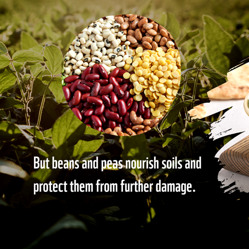 WWF's tweet photo. Beans and peas are super soil-savers, restoring and nourishing the soil they are in by pulling nitrogen into the ground.

Try our planet-friendly, curried cowpeas recipe here: 

https://t.co/OFmmBgT4mv 

#PlanetBasedDiet