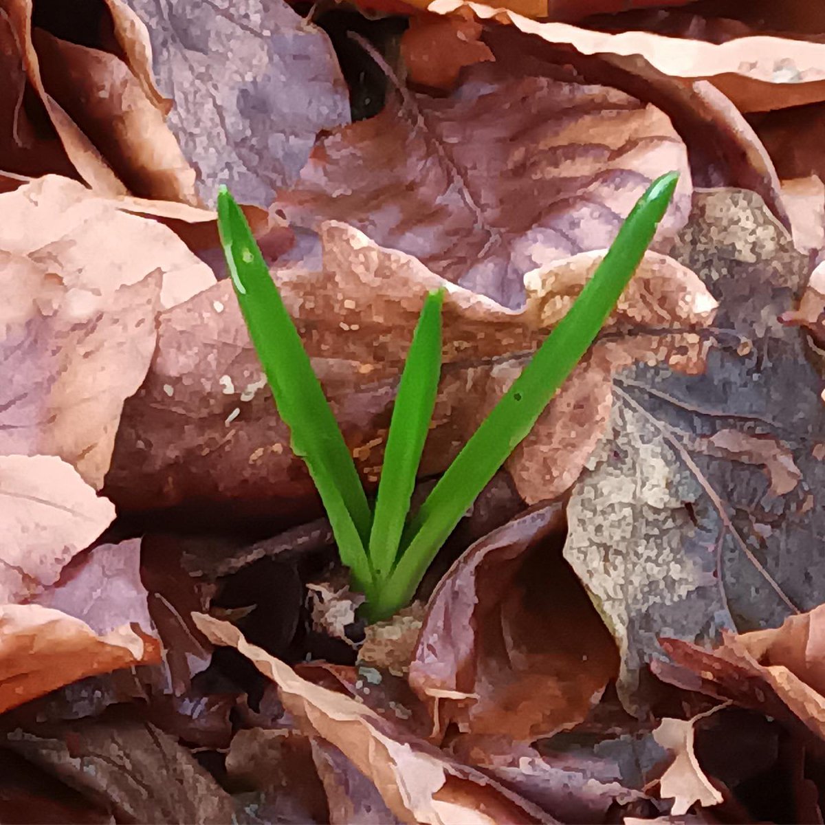 Happiness is the first signs of spring..... the bluebells are coming up already! We spotted loads of them on a walk through the woods yesterday and are looking forward to these beautiful spring flowers.
widworthybarton.co.uk
#bluebells #bluebellwoods #woodland #countrywalk