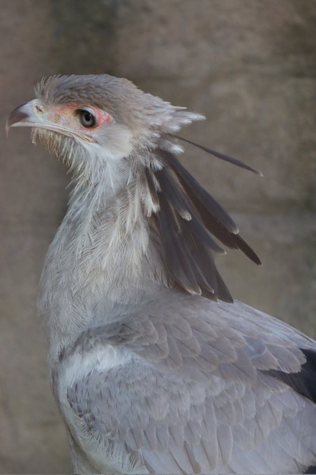 ヘビクイワシのtwitterイラスト検索結果 古い順