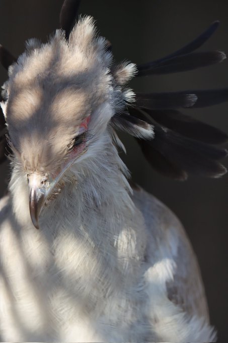 ヘビクイワシのtwitterイラスト検索結果 古い順